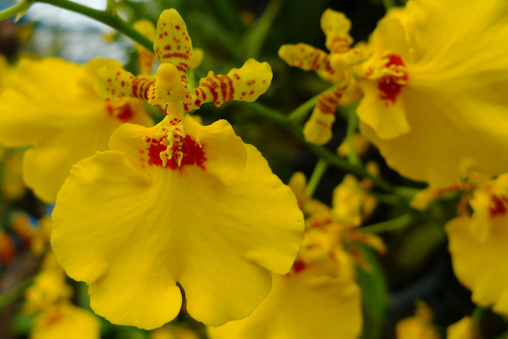 Another bloody LX3 macro. Yawn