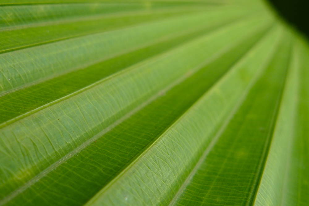 Another bloody LX3 macro. Yawn