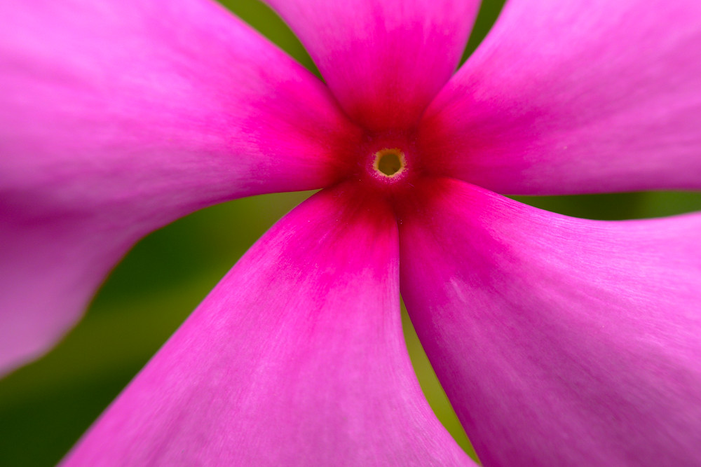 Another bloody LX3 macro. Yawn