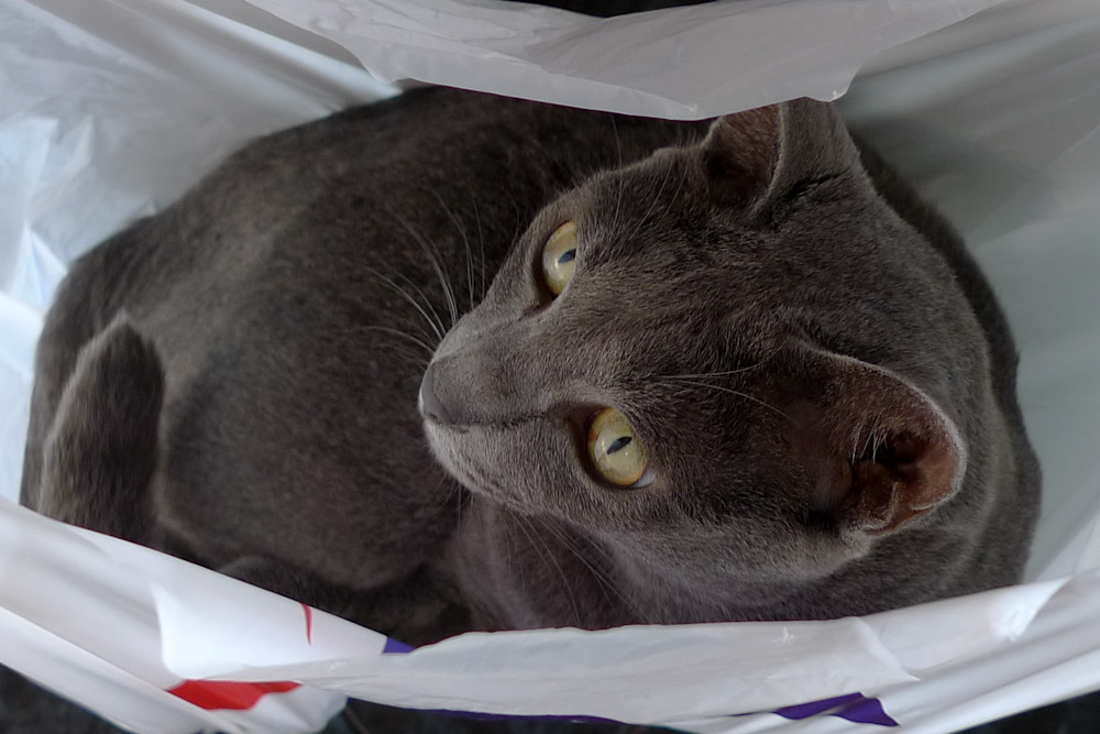 Bag cat