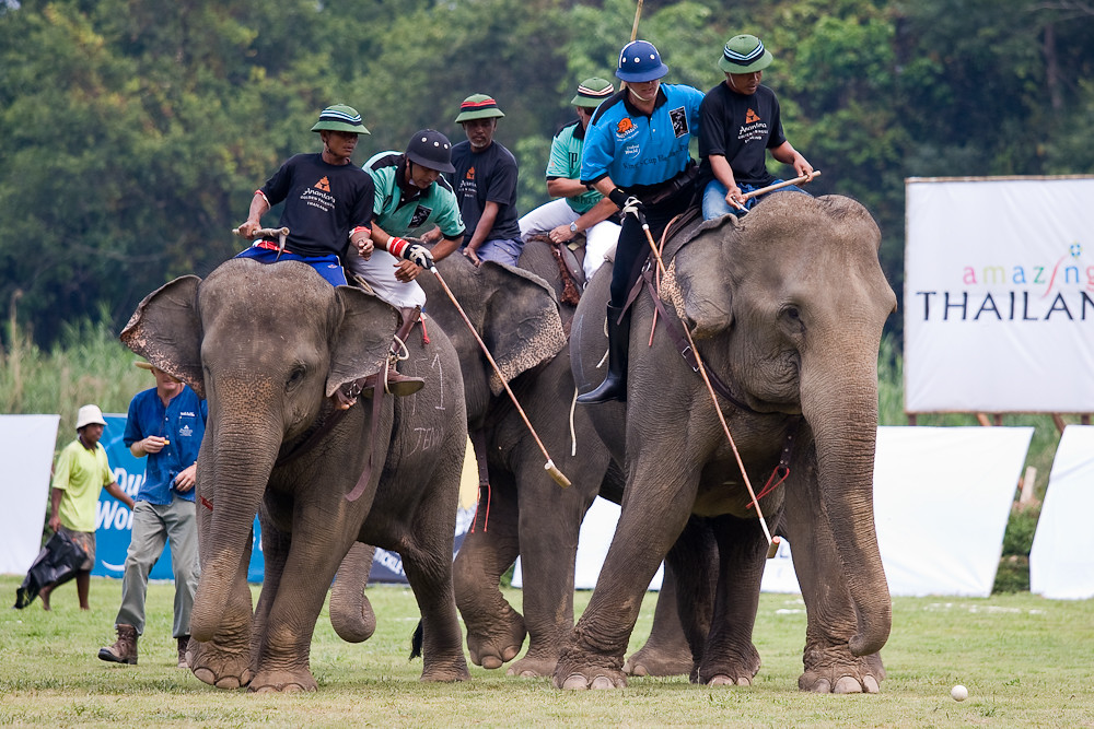 Elephant Polo