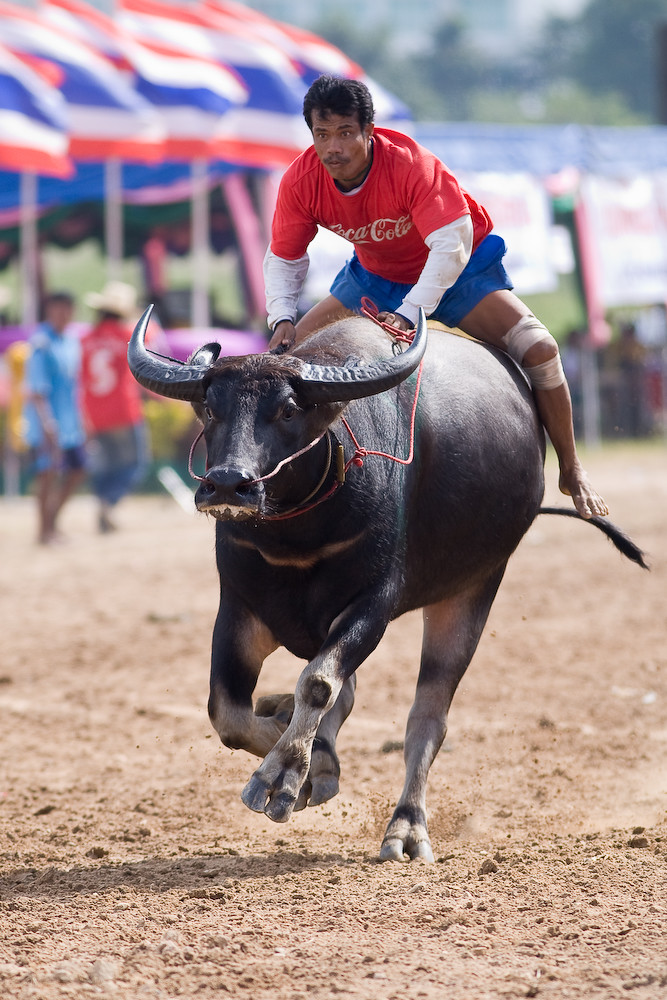 Buffalo Racing