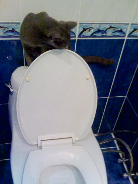 catoilet