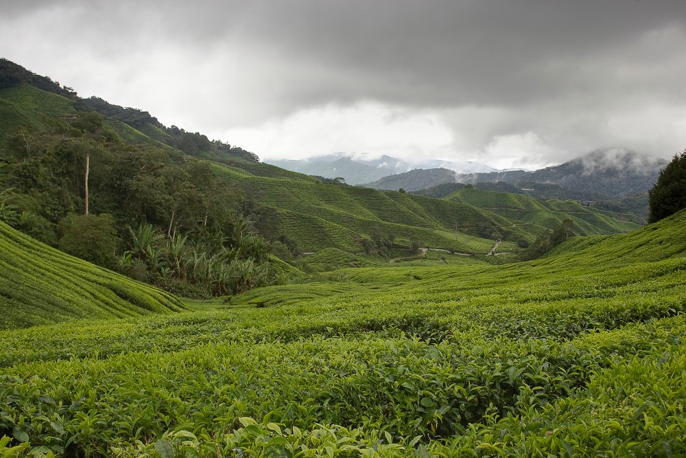 Tea, as far as the eye can see