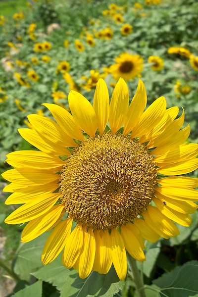 sunflower2