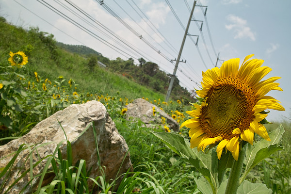 sunflower1