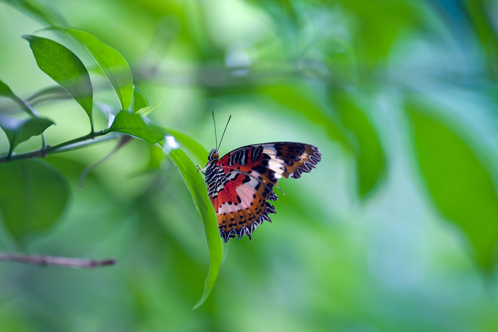 Lake Gardens Butterfly