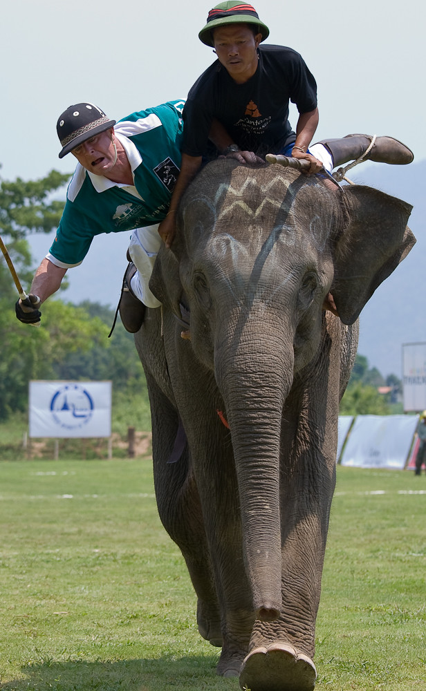 Elephant Polo