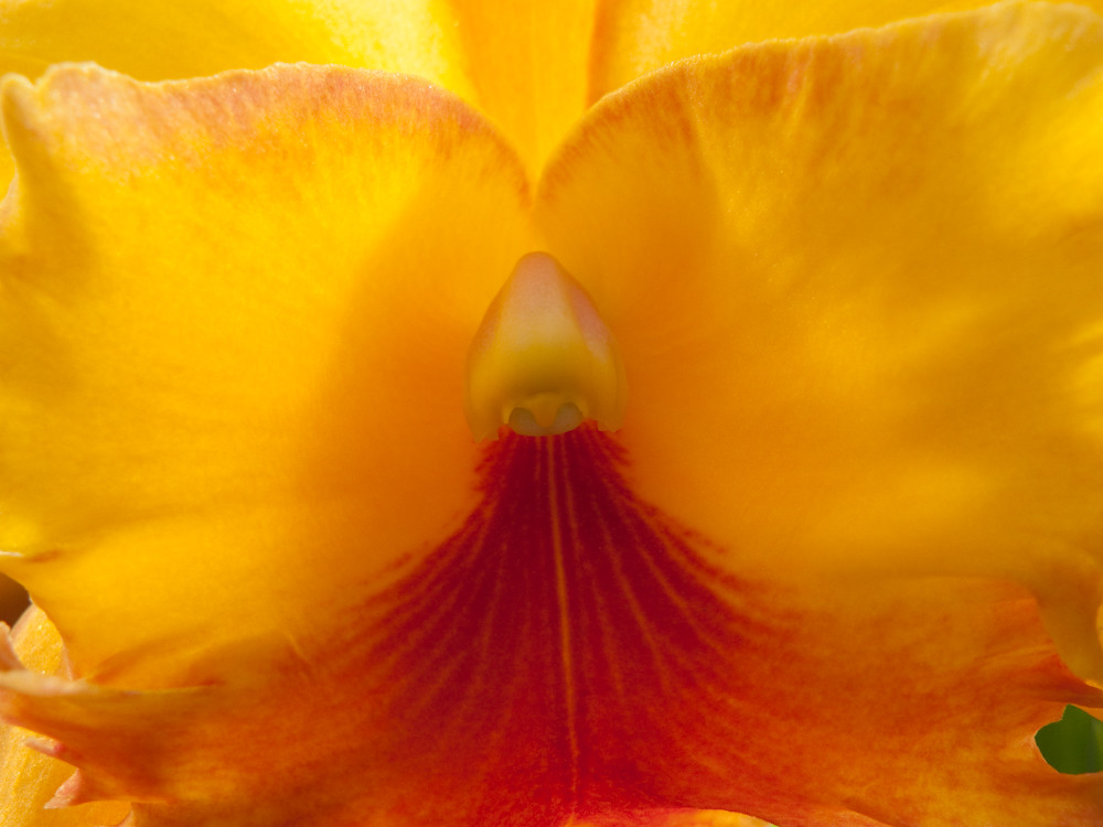 Another bloody LX3 macro. Yawn