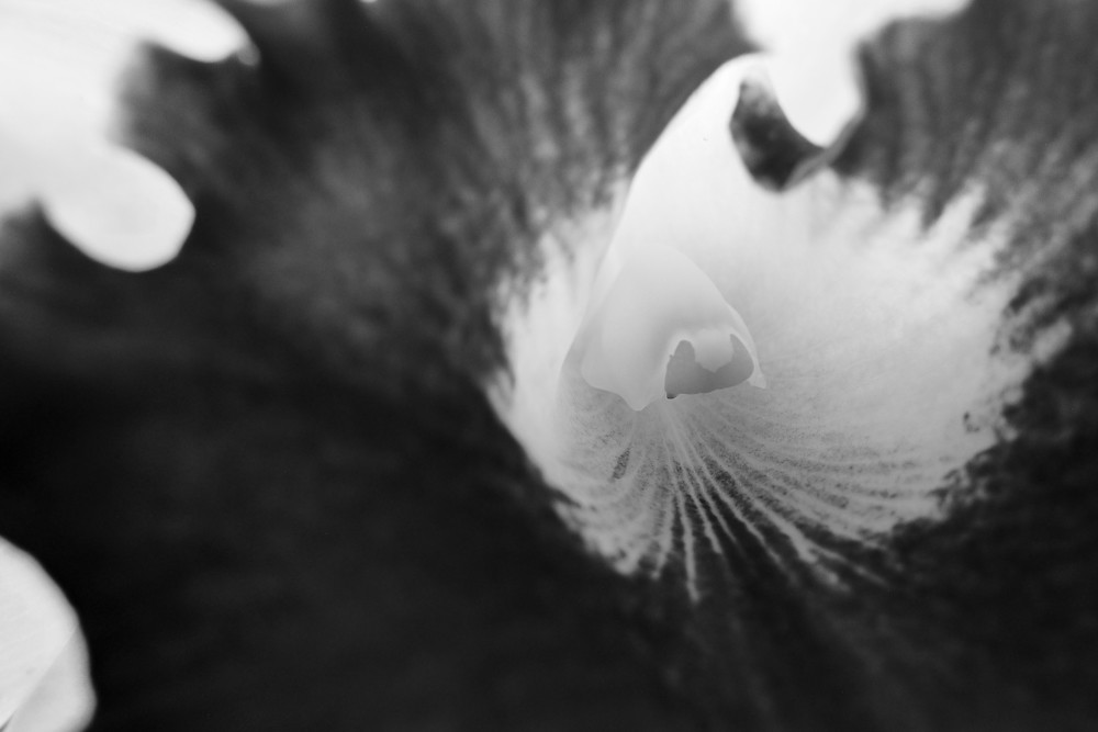 Another bloody LX3 macro. Yawn